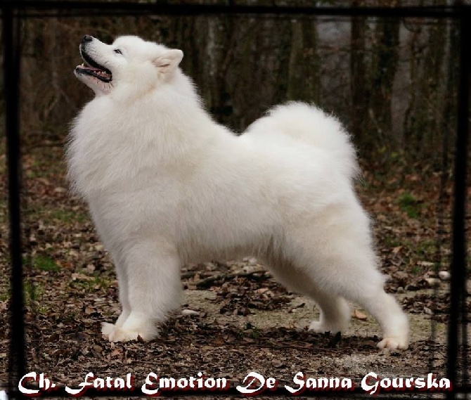 Of Antartic Angels - Toulouse International Dog Show 2016