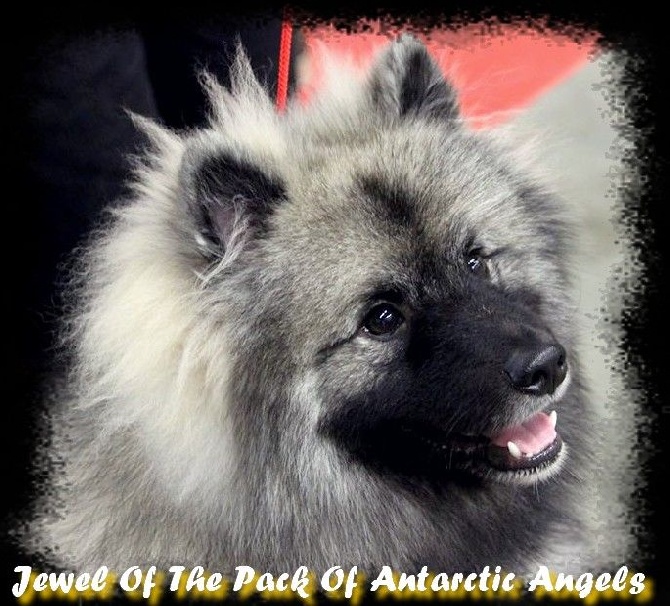Of Antartic Angels - Résultat du PARIS DOG SHOW 2015 
