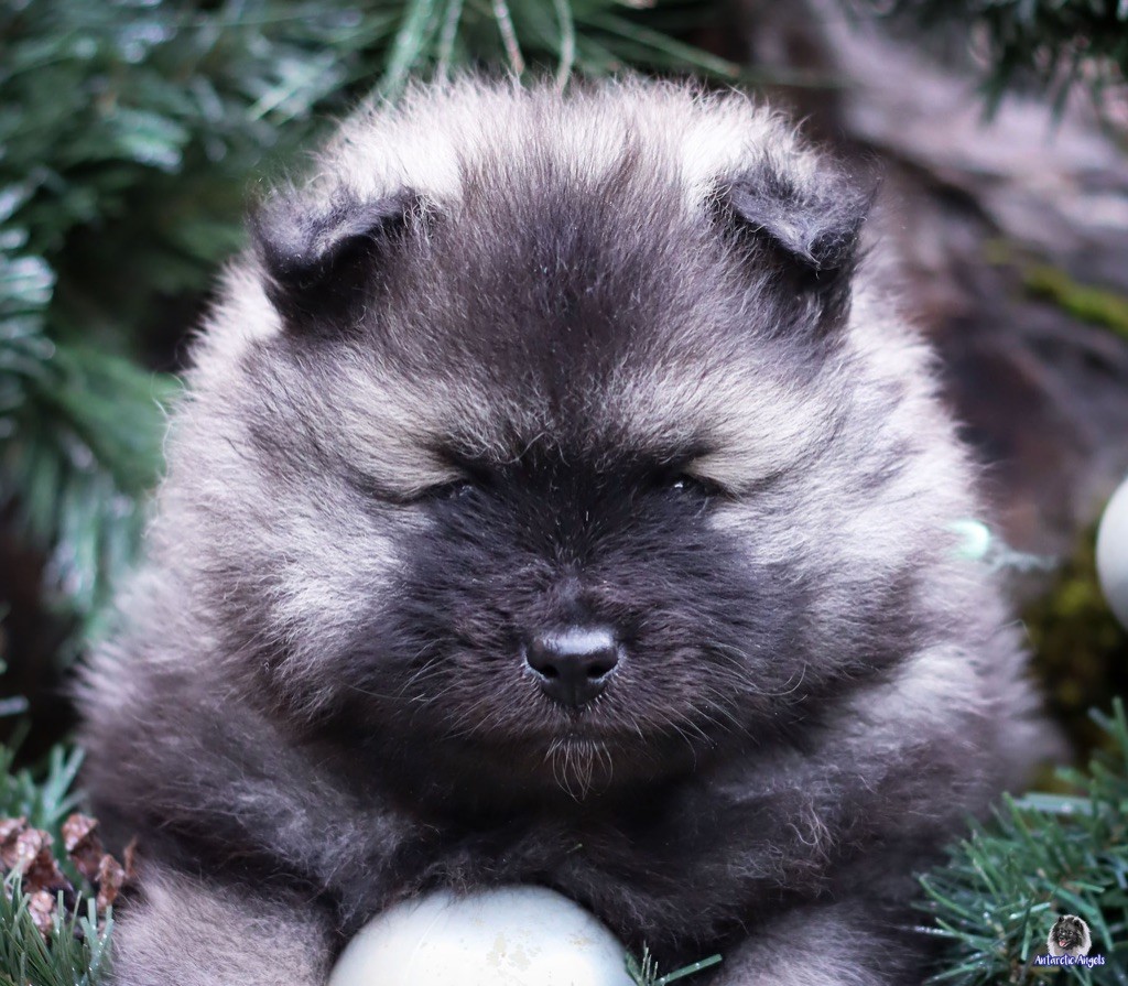 Of Antartic Angels - Nouvelles photos des chiots à 4 semaines!!