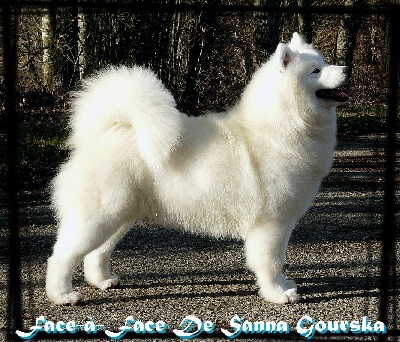 Of Antartic Angels - Toulouse International Dog Show