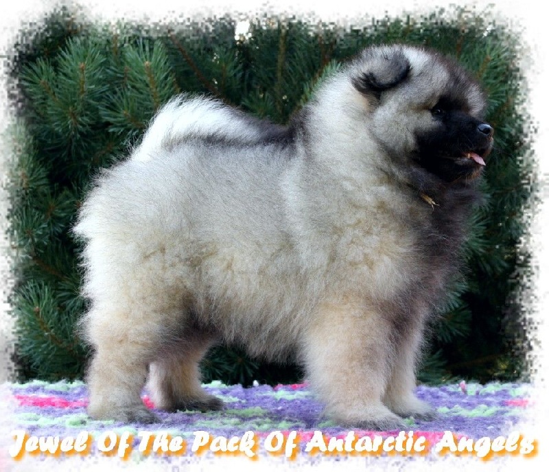 Jewel of the pack Of Antartic Angels