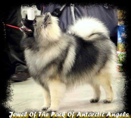 Jewel of the pack Of Antartic Angels