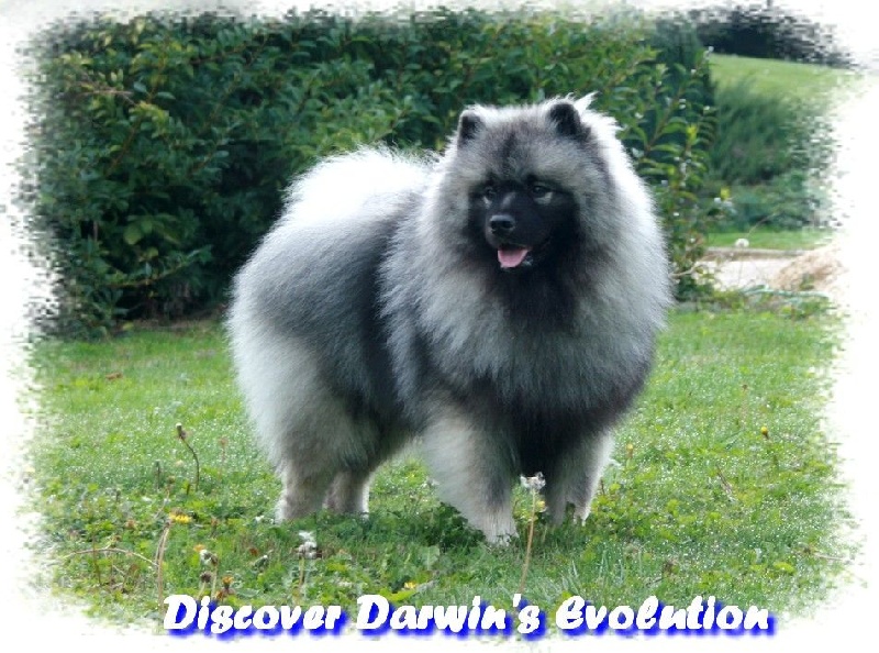 CH. discover Darwin's evolution