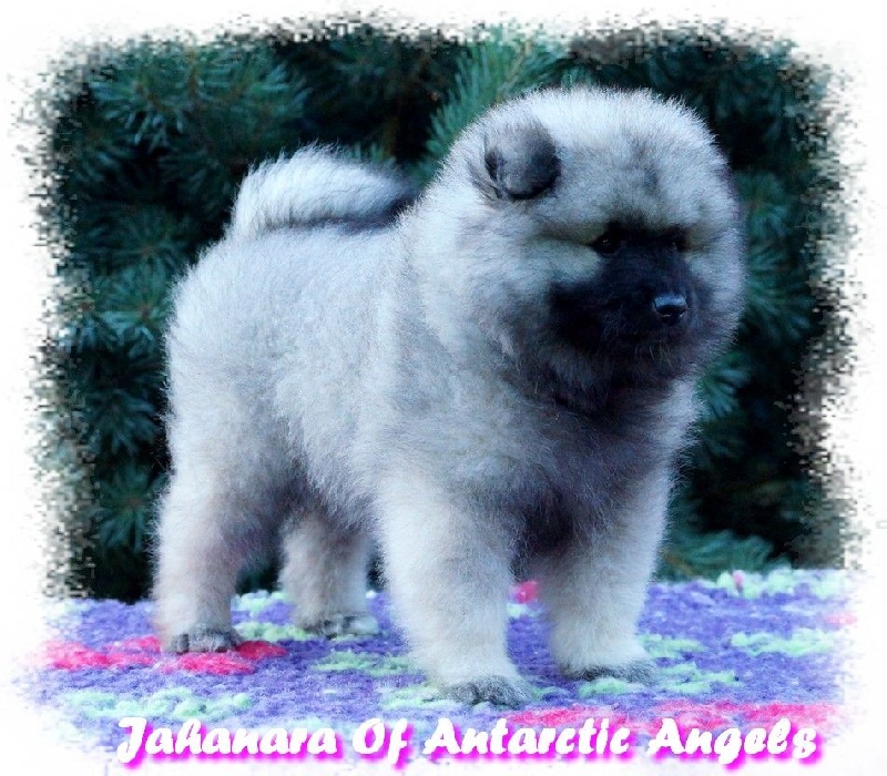 CH. Jahanara Of Antartic Angels