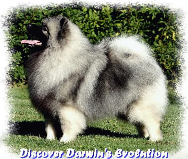 CH. discover Darwin's evolution