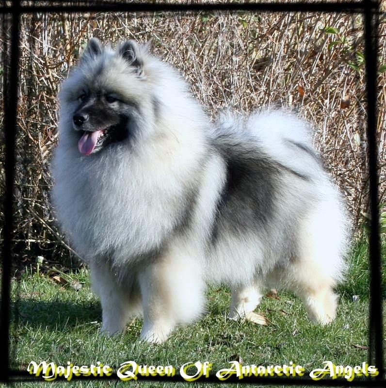 Majestic queen Of Antartic Angels