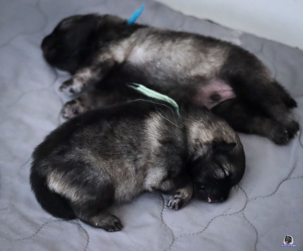 Nouveaux bébés nés à l'élevage!!