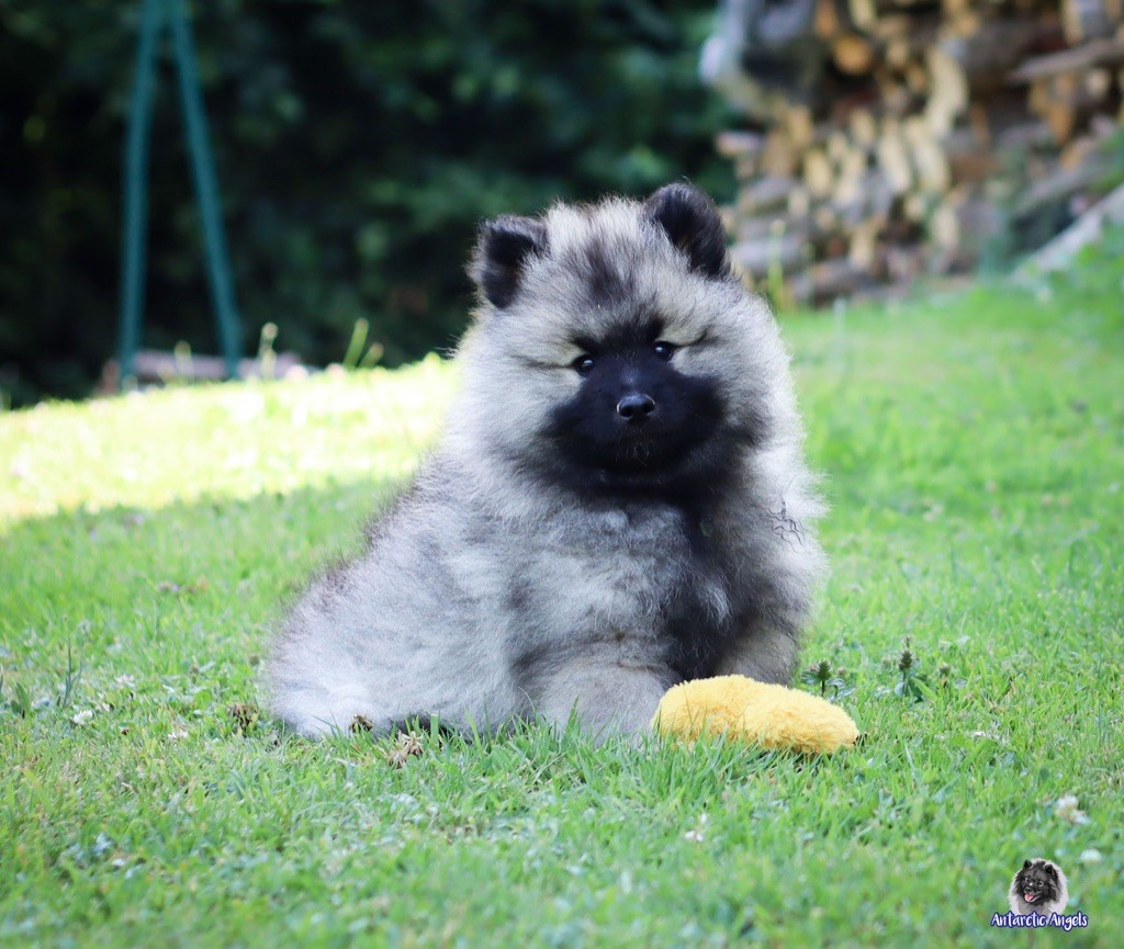 Of Antartic Angels - Chiots disponibles - Spitz allemand