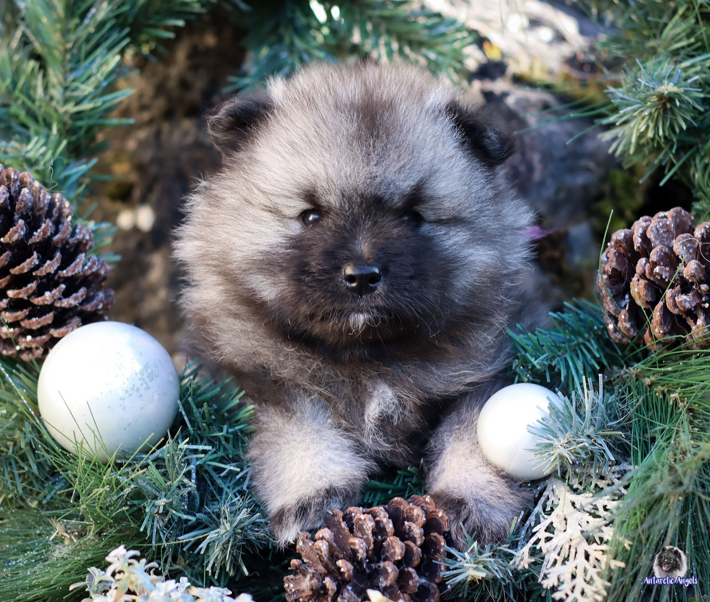 Of Antartic Angels - Chiots disponibles - Spitz allemand