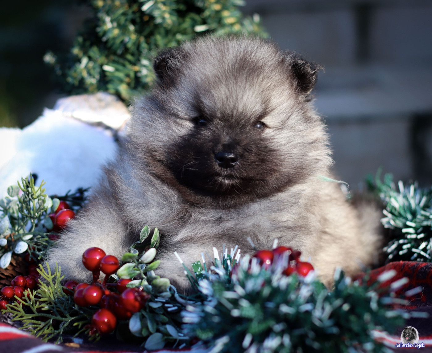 Of Antartic Angels - Chiots disponibles - Spitz allemand