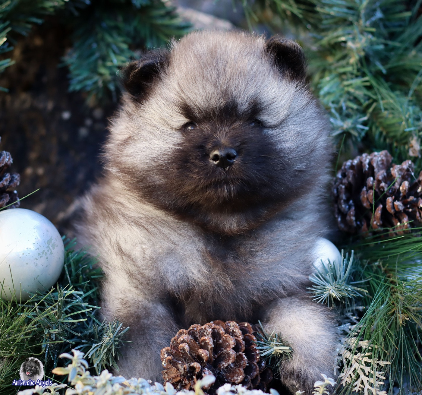 Of Antartic Angels - Chiots disponibles - Spitz allemand