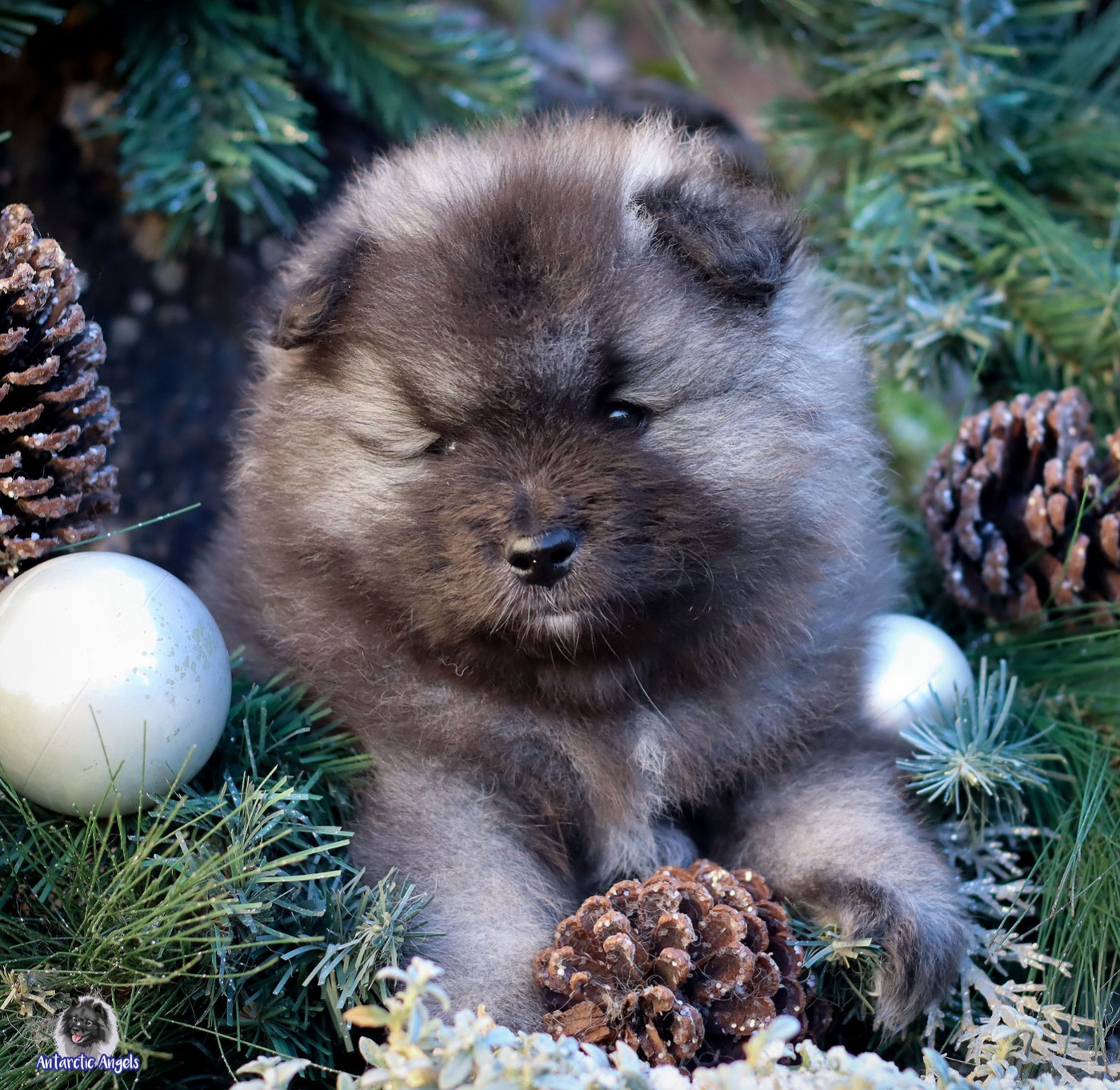 Of Antartic Angels - Chiots disponibles - Spitz allemand