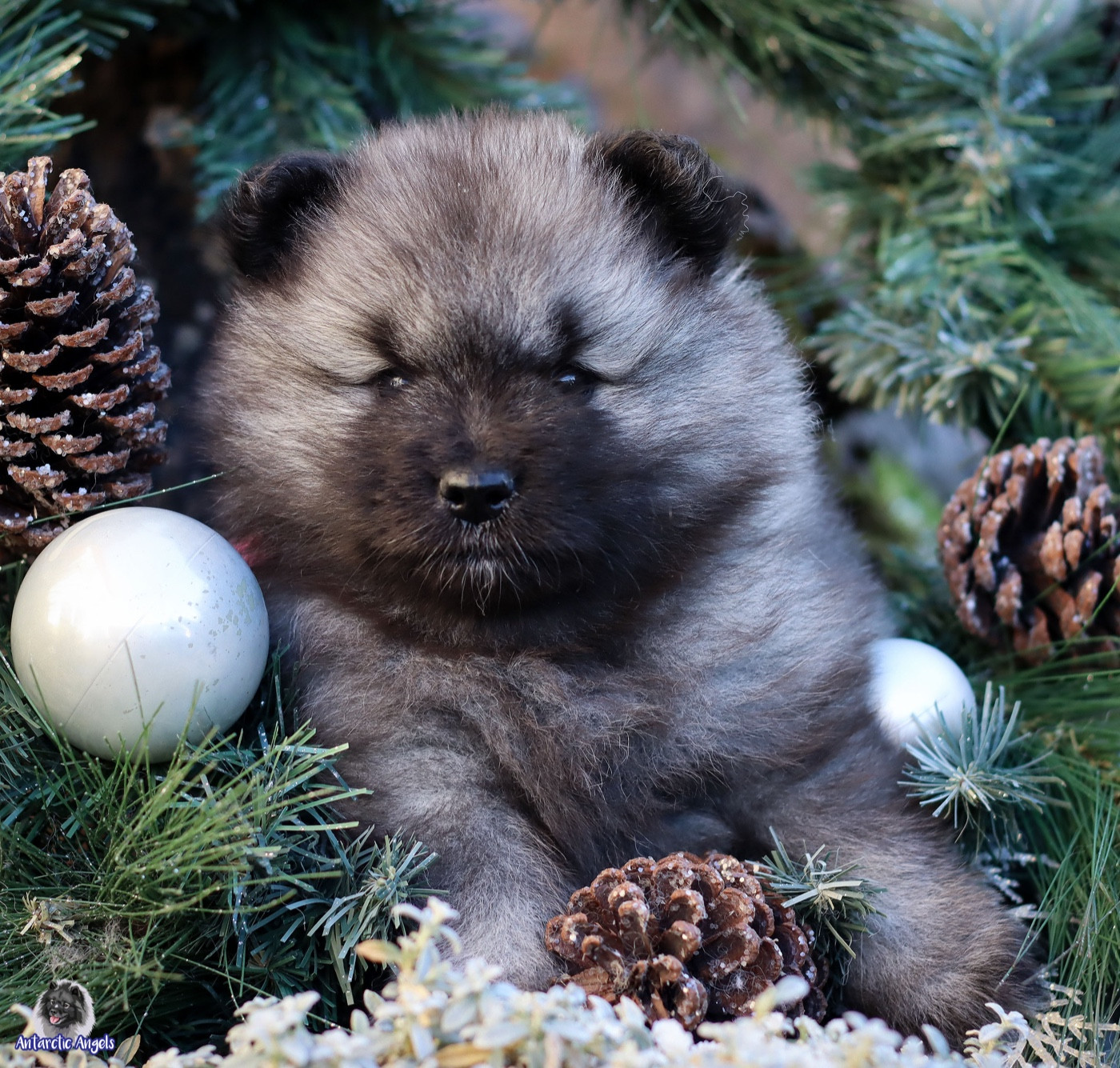 Of Antartic Angels - Chiots disponibles - Spitz allemand