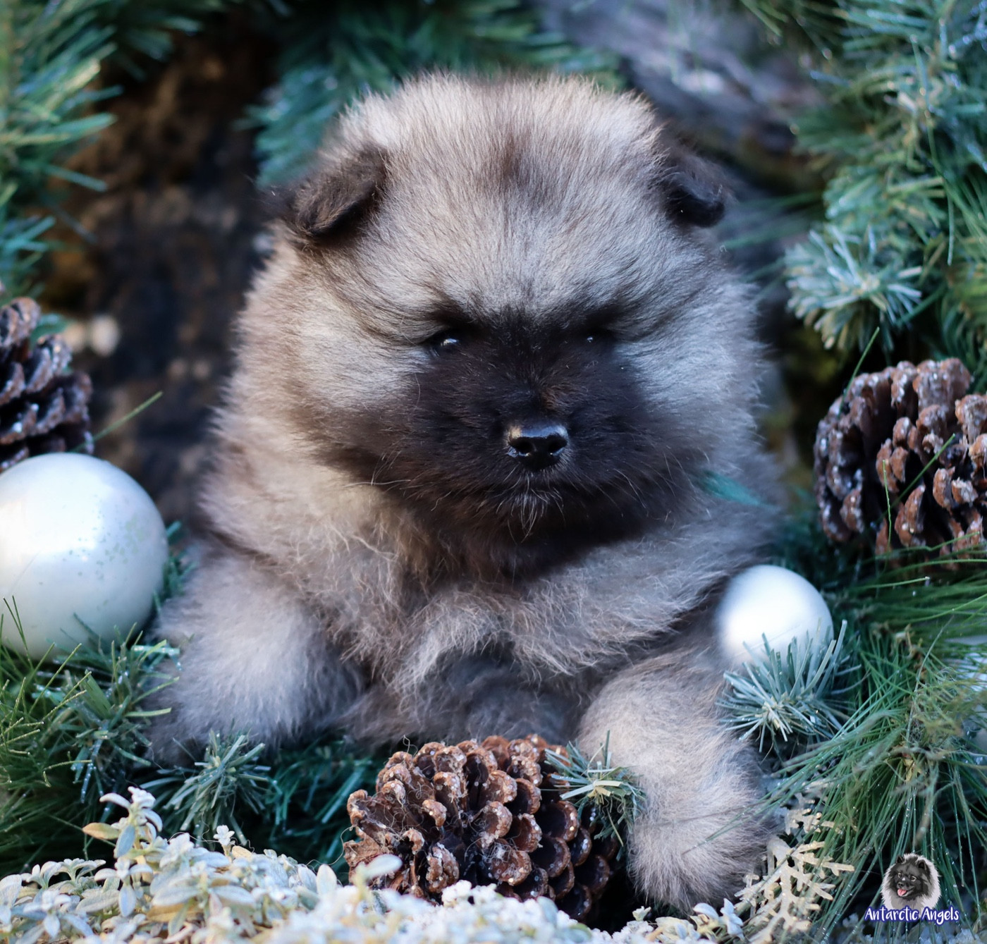 Of Antartic Angels - Chiots disponibles - Spitz allemand