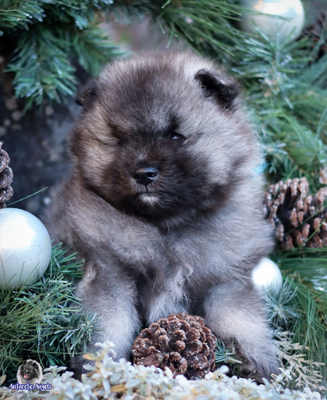 Of Antartic Angels - Chiots disponibles - Spitz allemand