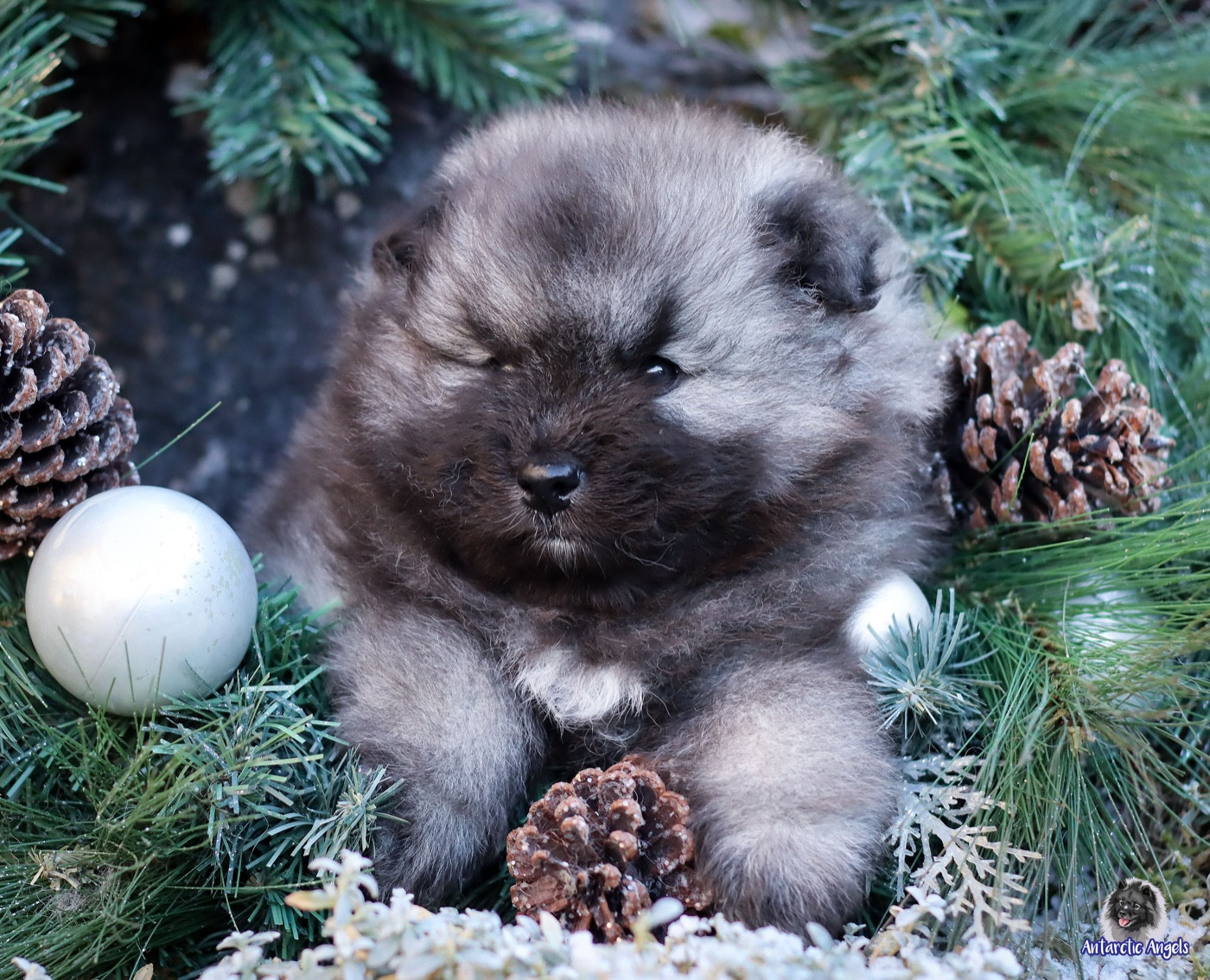 Of Antartic Angels - Chiots disponibles - Spitz allemand