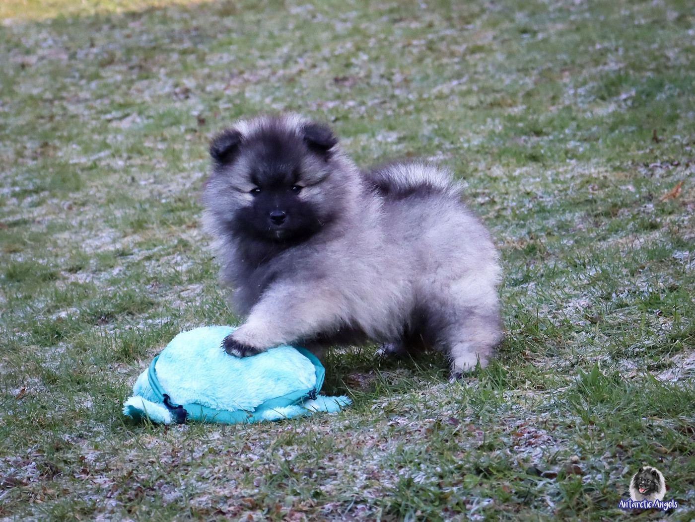 Of Antartic Angels - Chiots disponibles - Spitz allemand