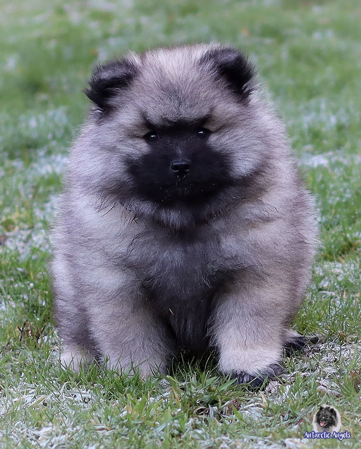 Of Antartic Angels - Chiots disponibles - Spitz allemand