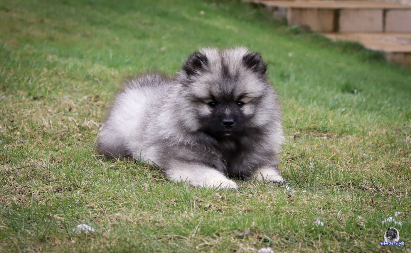 Of Antartic Angels - Chiots disponibles - Spitz allemand