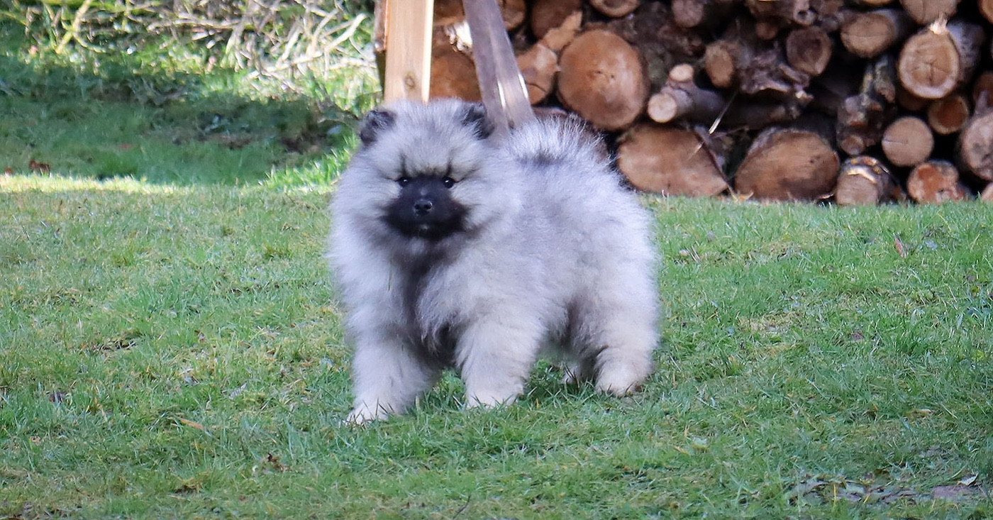 Of Antartic Angels - Chiots disponibles - Spitz allemand