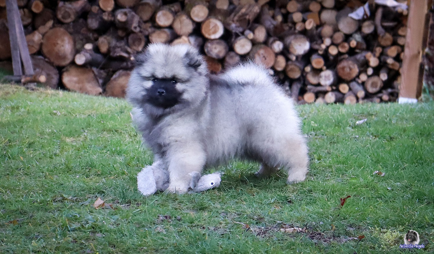 Of Antartic Angels - Chiots disponibles - Spitz allemand