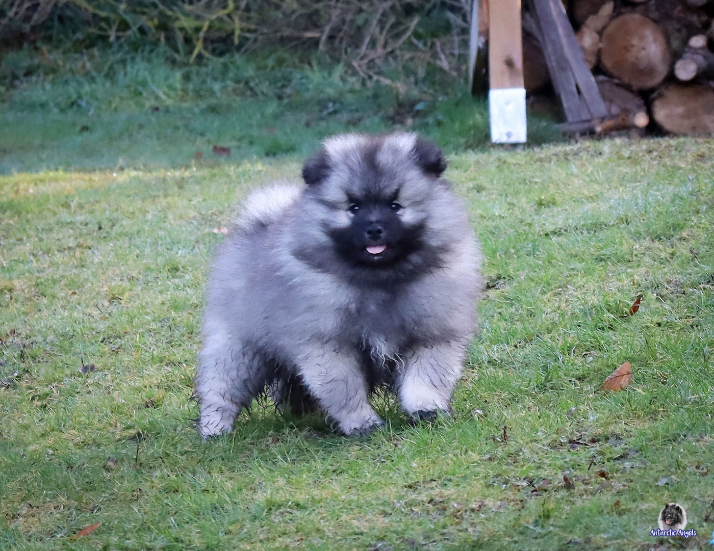 Of Antartic Angels - Chiots disponibles - Spitz allemand