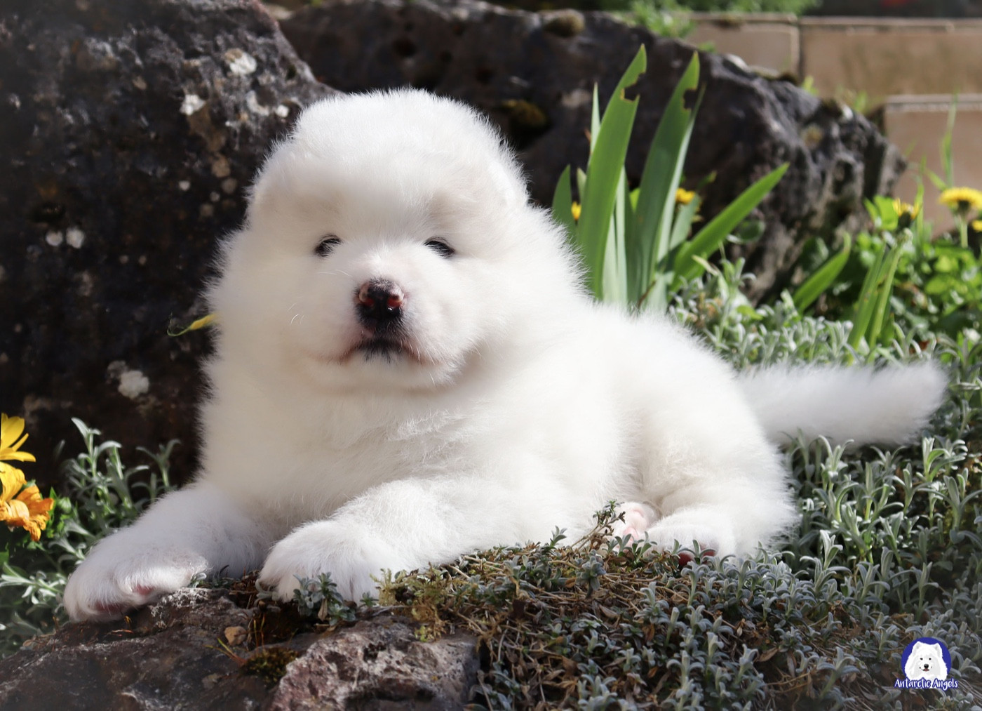 Of Antartic Angels - Chiots disponibles - Samoyède