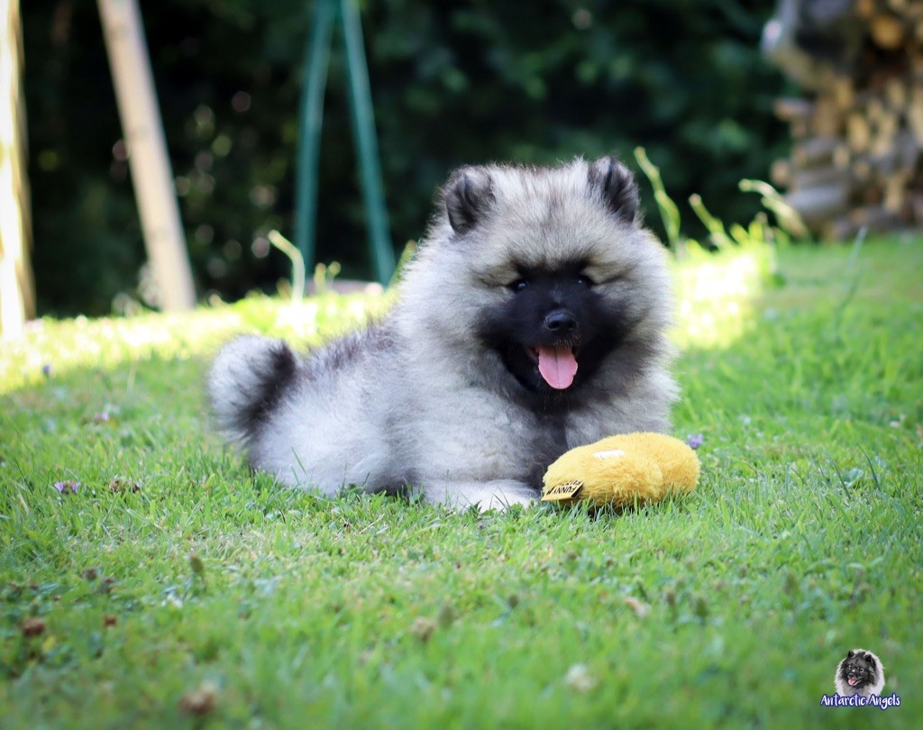 Of Antartic Angels - Chiots disponibles - Spitz allemand