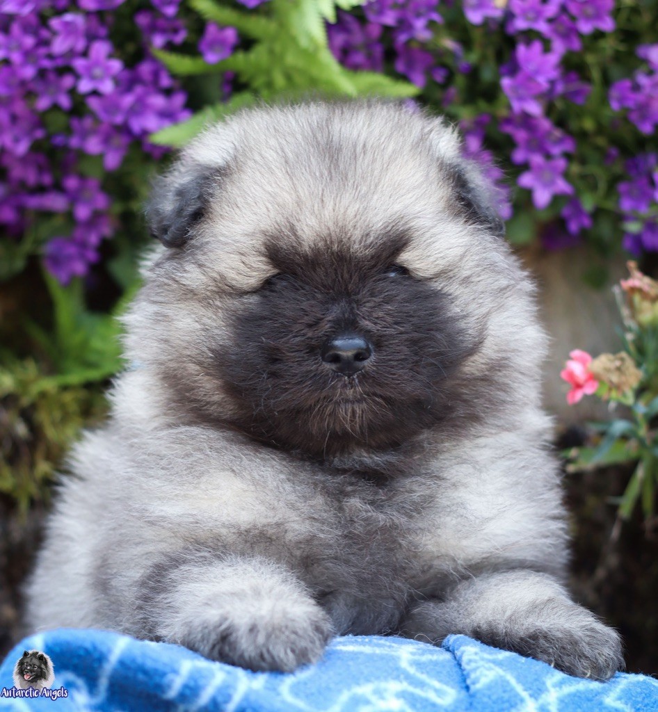 Of Antartic Angels - Chiots disponibles - Spitz allemand