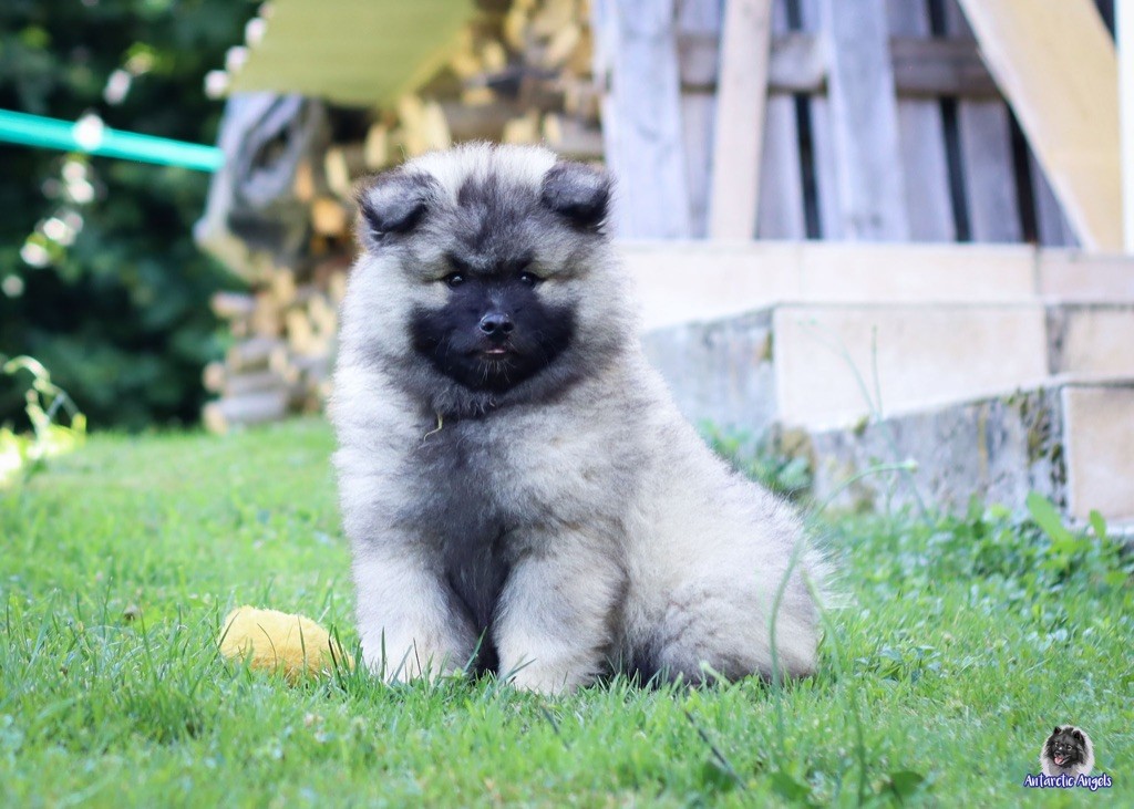 Of Antartic Angels - Chiots disponibles - Spitz allemand