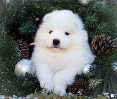 CHIOT 9