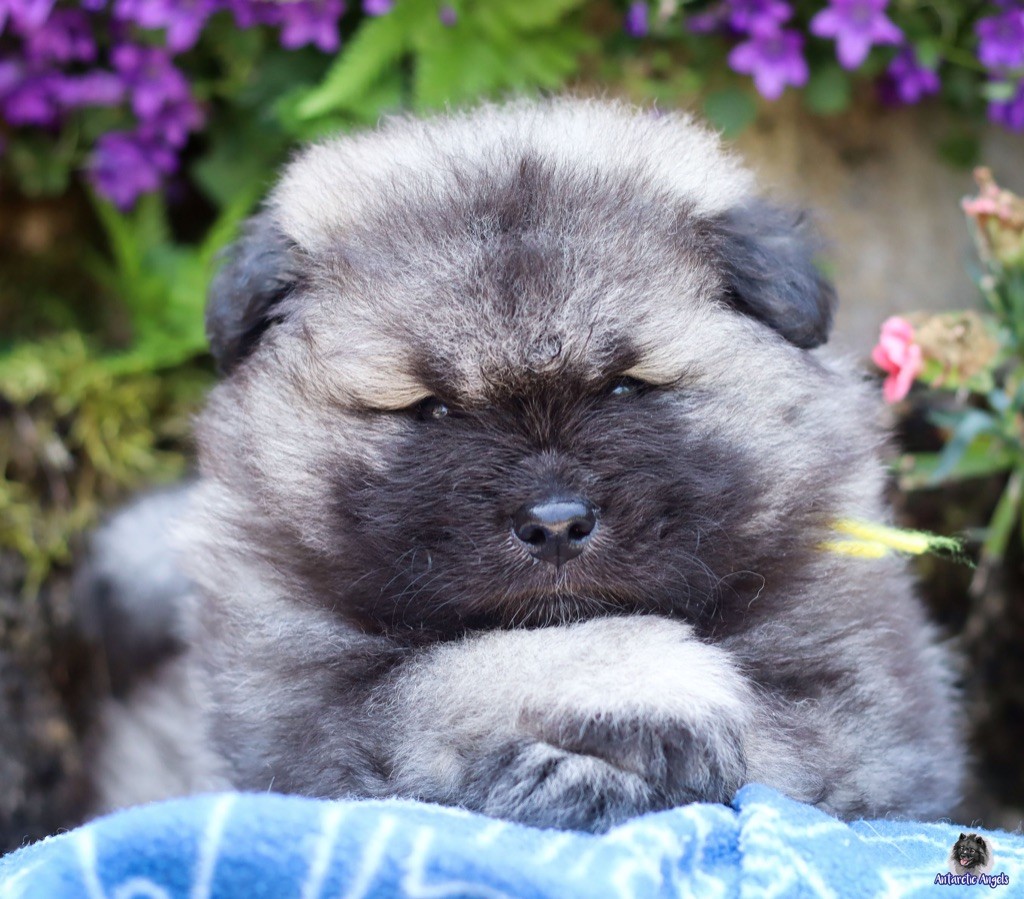 Of Antartic Angels - Chiots disponibles - Spitz allemand