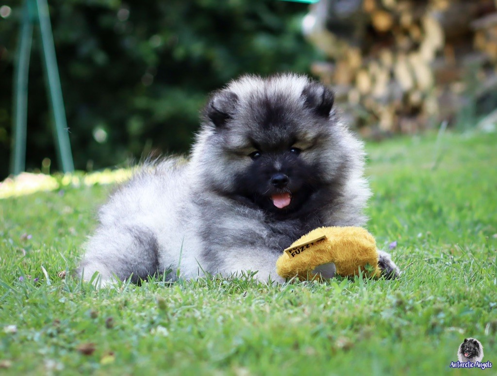 Of Antartic Angels - Chiots disponibles - Spitz allemand