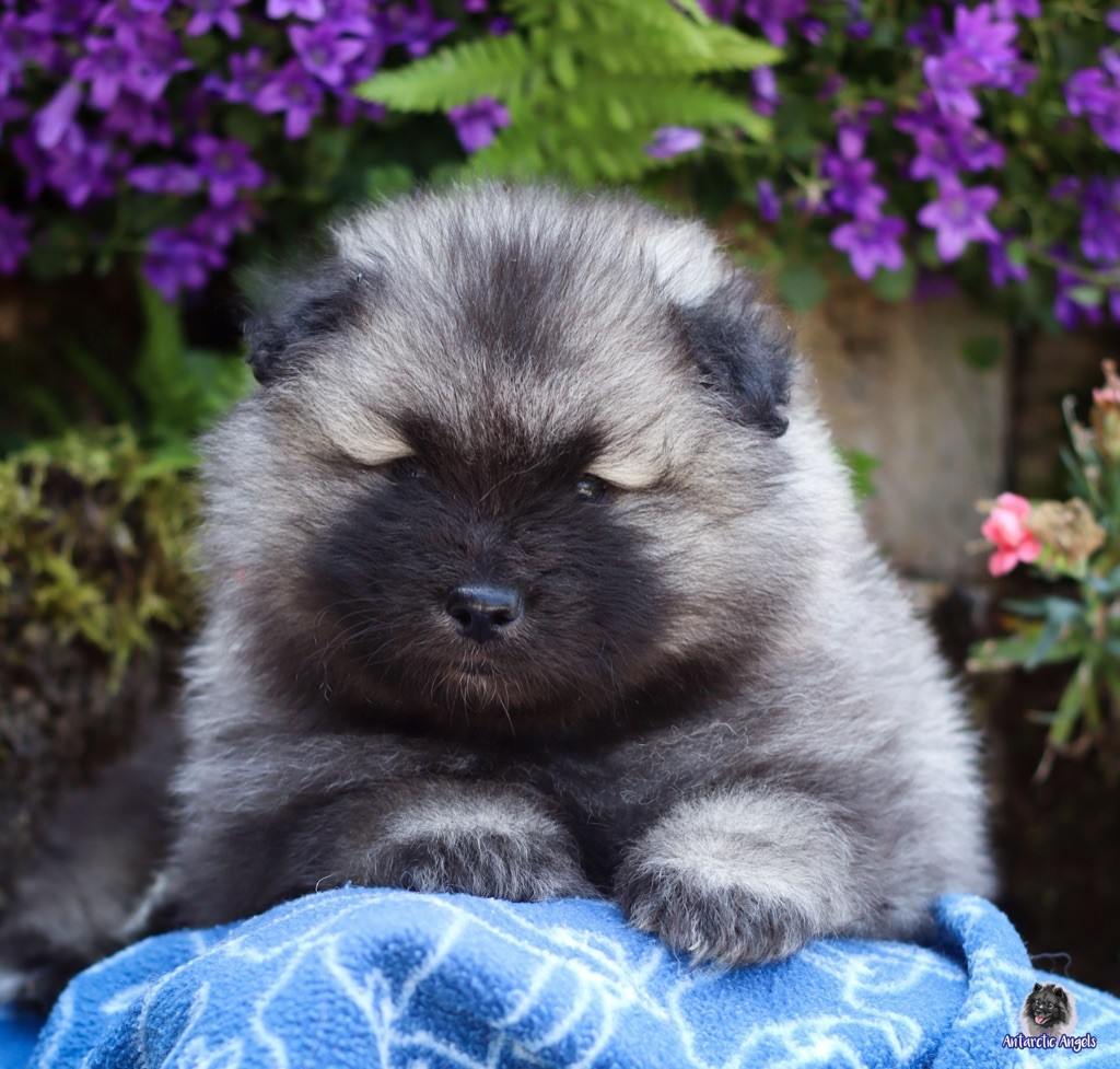 Of Antartic Angels - Chiots disponibles - Spitz allemand