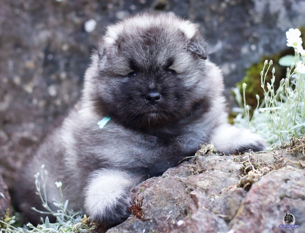 Of Antartic Angels - Chiots disponibles - Spitz allemand